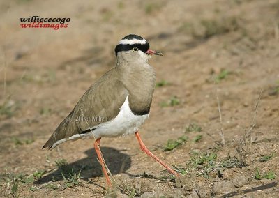 DSC_2197- Crowned Plover