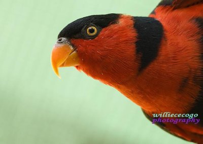 DSC_2938- Lorikeet