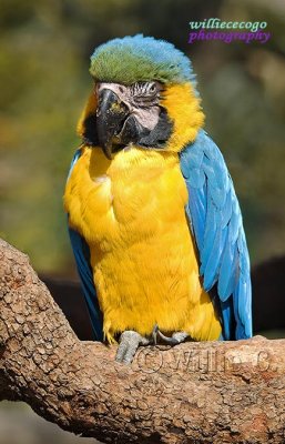 DSC_2999- Blue and Gold Macaw