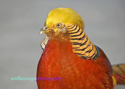DSC_3201- Golden Pheasant