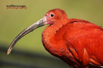 DSC_3338- Scarlet Ibis 