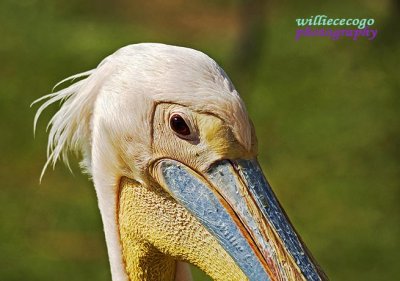 DSC_3478- White Pelican