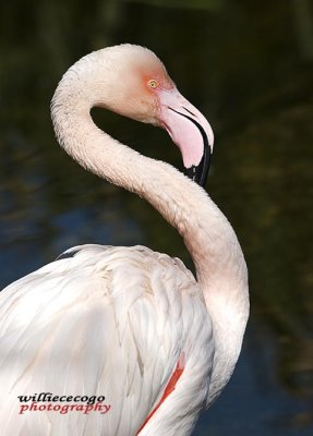 DSC_2935- Flamingo