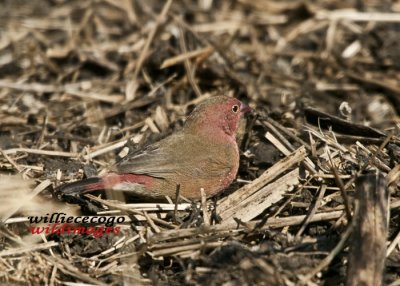 DSC_6256---.jpg