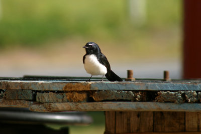 Willy WagTail