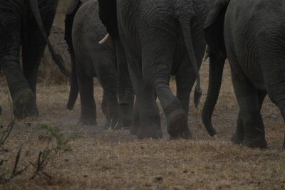 Tarangire National Park