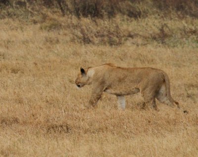 IMG_3086a.jpg