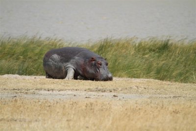 IMG_3375.JPG