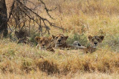 Serengeti