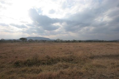 Serengeti
