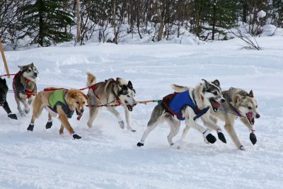 Iditarod37_Willow_08Mar2009_ 049.JPG