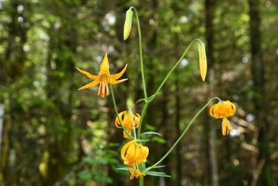 TigerMt_14Jul2009_ 047_TigerLily.JPG