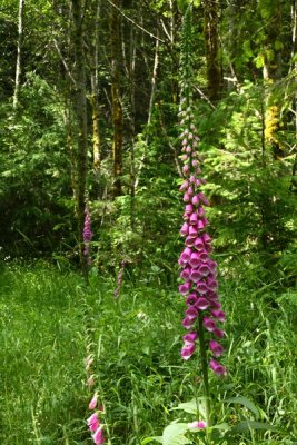 TigerMt_14Jul2009_ 057_Foxglove.JPG