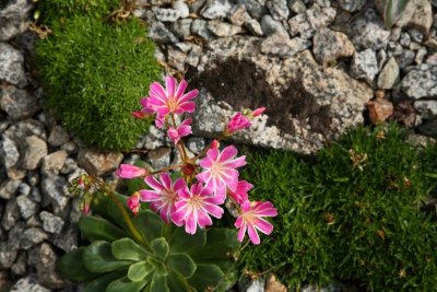 CoyoteGdns_18Jul2009_ 002_Lewisia.JPG