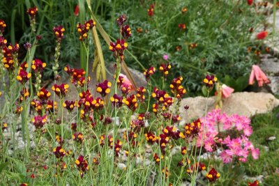 CoyoteGdns_18Jul2009_ 004.JPG