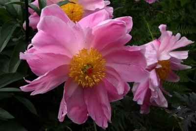 CoyoteGdns_18Jul2009_ 007.JPG