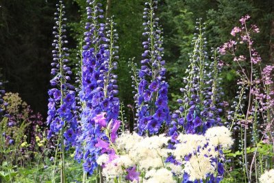 CoyoteGdns_18Jul2009_ 009.JPG