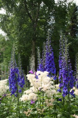 CoyoteGdns_18Jul2009_ 012.JPG