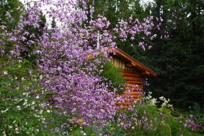 CoyoteGdns_18Jul2009_ 015.JPG