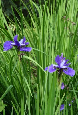 CoyoteGdns_18Jul2009_ 025.JPG