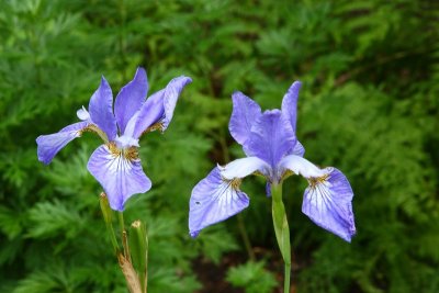 CoyoteGdns_18Jul2009_ 027.JPG