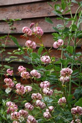 CoyoteGdns_18Jul2009_ 037.JPG