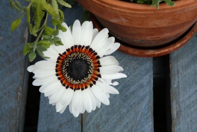 CoyoteGdns_18Jul2009_ 039.JPG