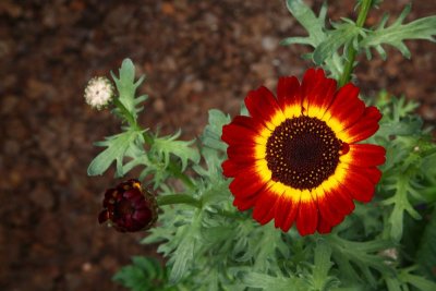 CoyoteGdns_18Jul2009_ 042.JPG