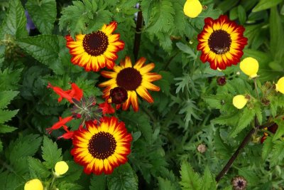 CoyoteGdns_18Jul2009_ 043.JPG