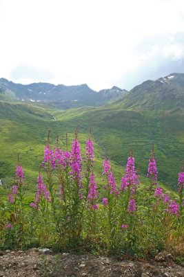 HatcherPass_18Jul2009_ 018.JPG