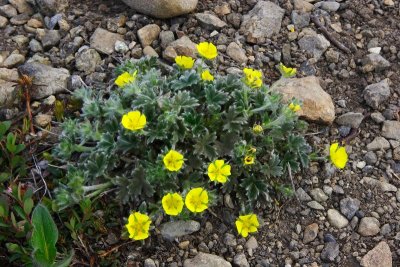 NearPoint_Flowers_30May2010_ 007_Cinquefoil.JPG