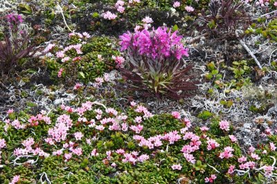 NearPoint_Flowers_30May2010_ 018_AlpineAzalea_WoolyLousewort.JPG