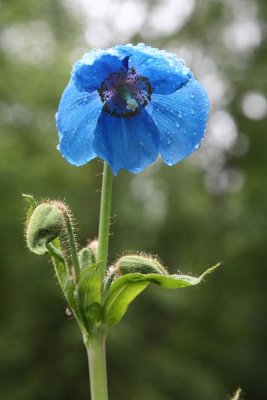 AK_BotanicalGdn_Sale_27Jun2010_ 005.JPG