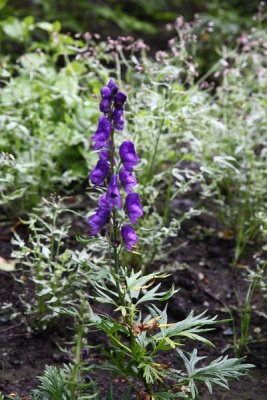 AK_BotanicalGdn_Sale_27Jun2010_ 012.JPG