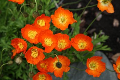 AKBotanicalGdn_11Jun2010_ 001.JPG