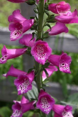 AKBotanicalGdn_11Jun2010_ 005.JPG