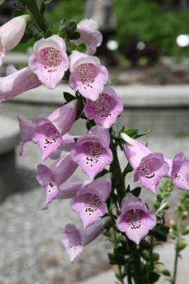 AKBotanicalGdn_11Jun2010_ 007.JPG