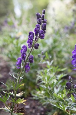 AKBotanicalGdn_11Jun2010_ 010.JPG