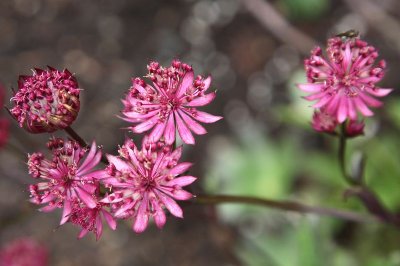 AKBotanicalGdn_11Jun2010_ 012.JPG