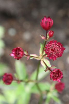 AKBotanicalGdn_11Jun2010_ 013.JPG