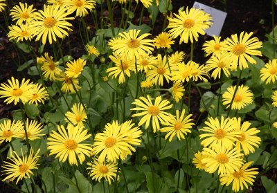 AKBotanicalGdn_11Jun2010_ 022.JPG