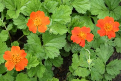 AKBotanicalGdn_11Jun2010_ 024.JPG