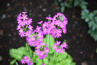 AKBotanicalGdn_11Jun2010_ 026.JPG