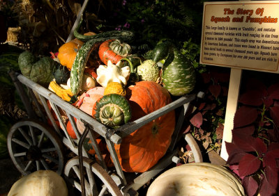 Squash&Pumpkins.jpg