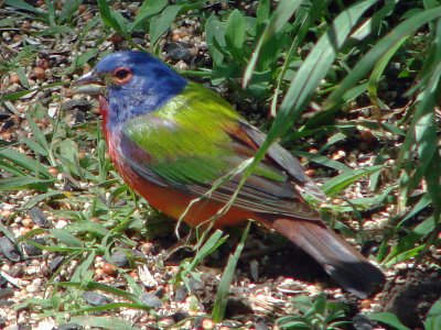 Painted Bunting