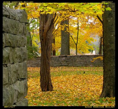 Fall leaves