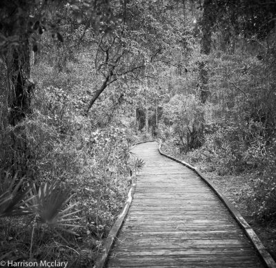 Dauphin Island Audubon Bird Sanctuary