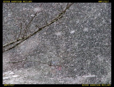 Snow Feb 13 2008