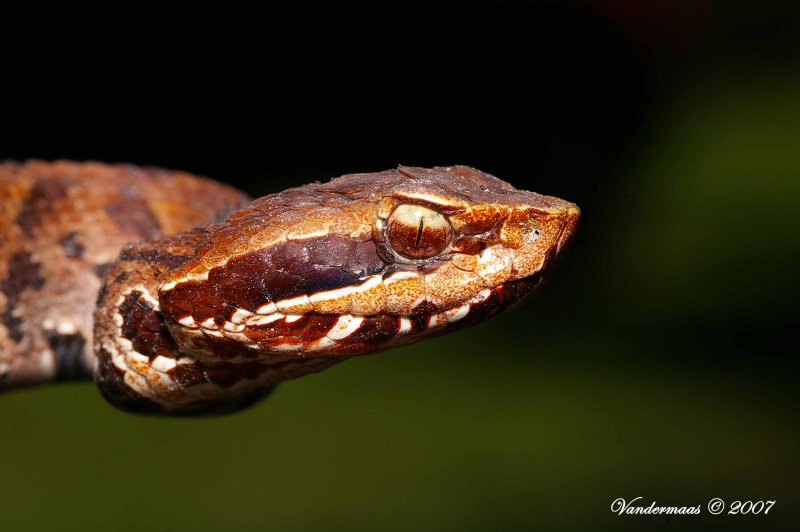 Agkistrodon Piscivorus