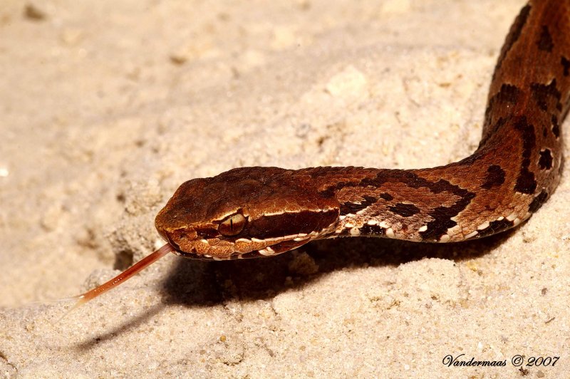 Agkistrodon Piscivorus